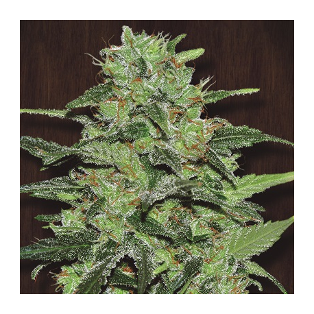 Malawi | Feminised, Indoor