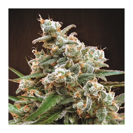 Nepalese Jam | Indoor & Outdoor