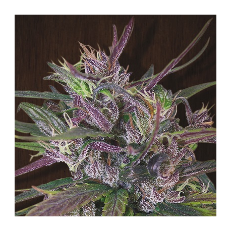 Oldtimer's Haze | Indoor
