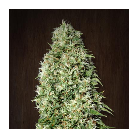 Orient Express | Feminised, Indoor & Outdoor