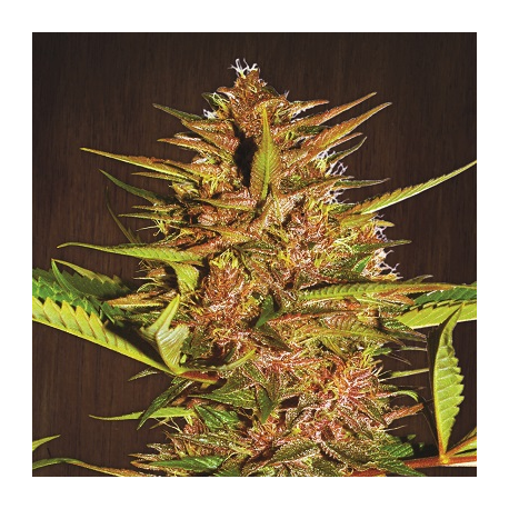 Pakistan Chitral Kush | Indoor & Outdoor