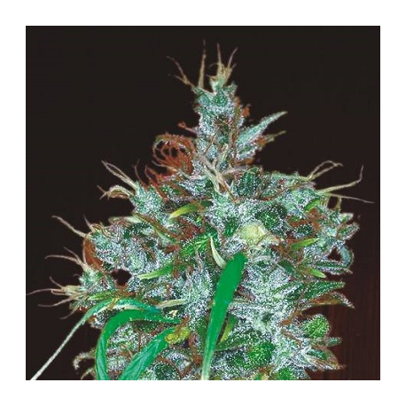 Panama Haze | Feminised, Indoor