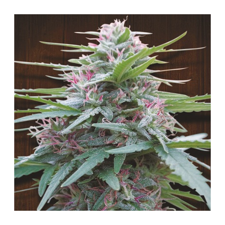 Panama | Feminised, Indoor & Outdoor