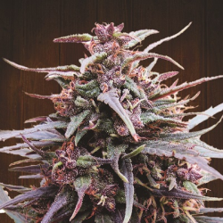Purple Haze x Malawi | Feminised, Indoor