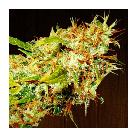 Zamaldelica | Indoor