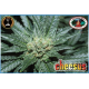 Cheesus | Feminised, Indoor