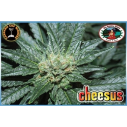 Cheesus | Feminised, Indoor