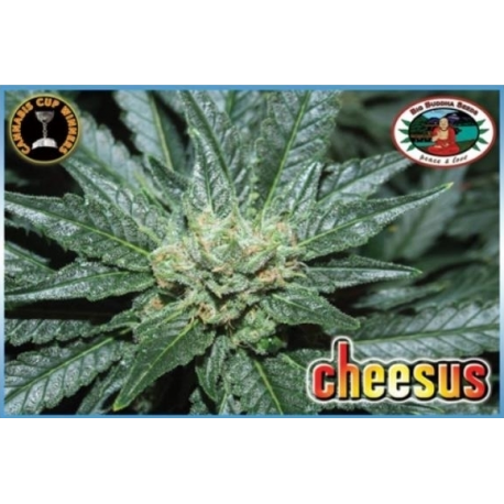 Cheesus | Feminised, Indoor