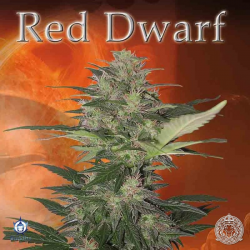 Red Dwarf | Feminised, Auto, Indoor & Outdoor