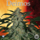 Deimos | Feminised, Auto, Indoor & Outdoor