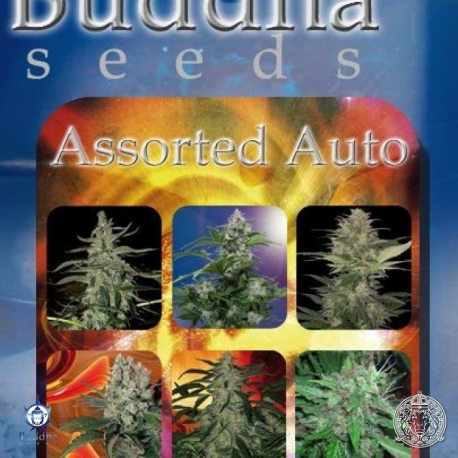 Assorted Auto | Feminised, Auto, Indoor & Outdoor