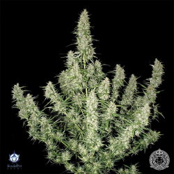 Magnum | Feminised, Auto, Indoor & Outdoor