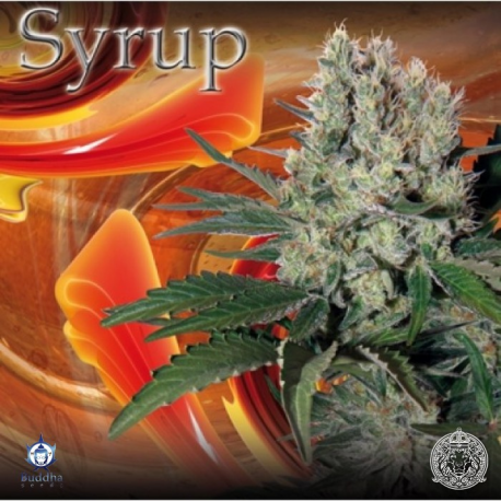 Syrup | Feminised, Auto, Indoor & Outdoor