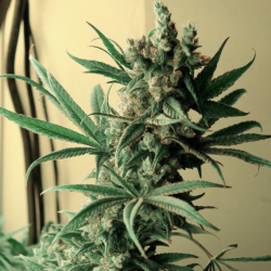 CBD-Shark | Feminised, Indoor