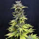 CBD-Nordle | Feminised, Indoor & Outdoor
