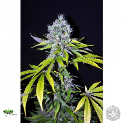 CBD-Yummy | Feminised, Indoor & Outdoor