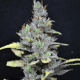 CBD-MediHaze | Feminised, Indoor & Outdoor