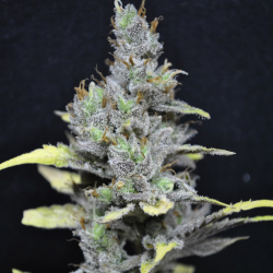 CBD-MediHaze | Feminised, Indoor & Outdoor