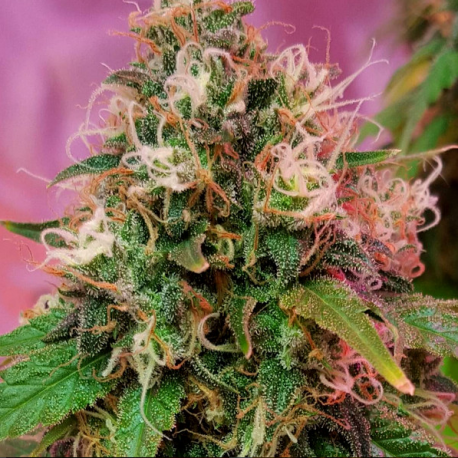 CBD-OG Kush | Feminised, Indoor & Outdoor