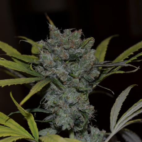 CBD Sweet and Sour Widow | Indoor & Outdoor