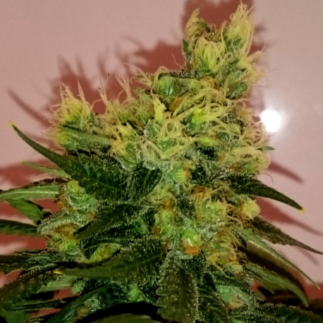 CBD Divine | Indoor & Outdoor