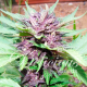 Auto Dark Purple | Feminised, Auto, Indoor & Outdoor
