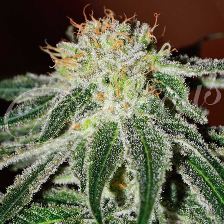 Black Russian | Feminised, Indoor & Outdoor