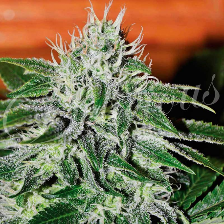 Critical Jack Herer | Feminised, Auto, Indoor & Outdoor