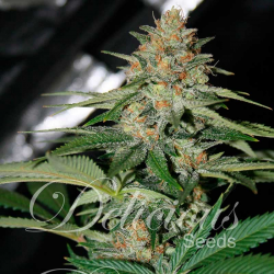 Delicious Candy  aka Cheese Candy| Feminised, Auto, Indoor & Outdoor