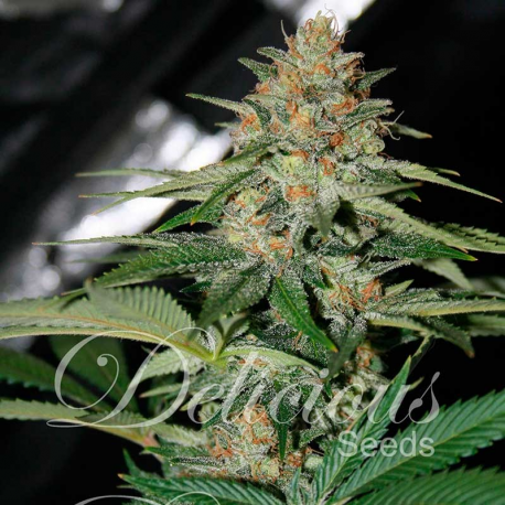 Delicious Candy | Feminised, Indoor & Outdoor