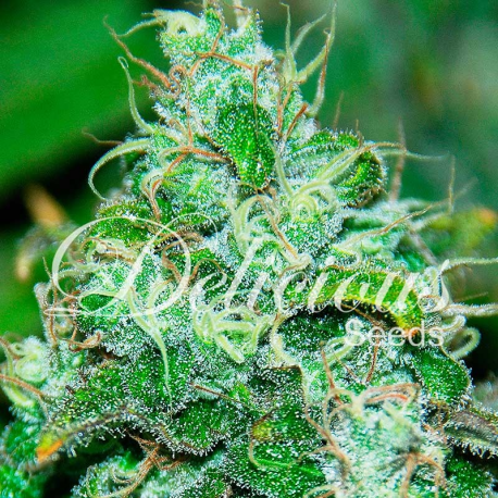 Fruity Chronic Juice | Feminised, Indoor & Outdoor
