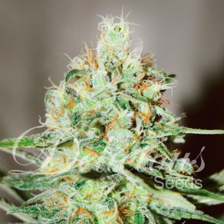 Jägg Kush | Feminised, Indoor & Outdoor
