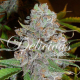 La Diva | Feminised, Auto, Indoor & Outdoor