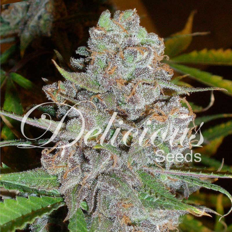 La Diva | Feminised, Auto, Indoor & Outdoor