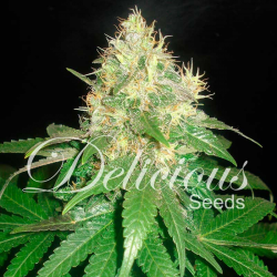 Northern Light Blue | Feminised, Indoor & Outdoor