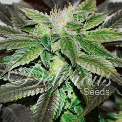 Sugar Candy | Feminised, Indoor & Outdoor