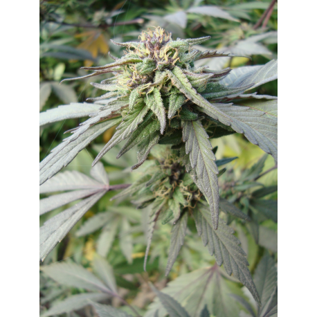 Blueberry | Indoor & Outdoor