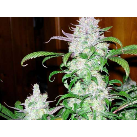 F13 | Indoor & Outdoor