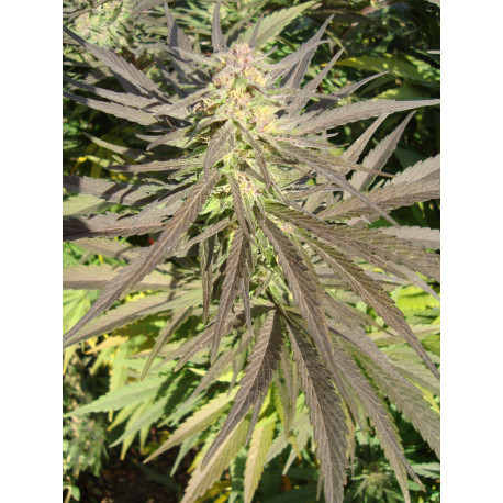 Flo | Indoor & Outdoor