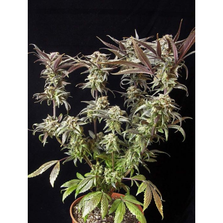 Vanilluna | Indoor & Outdoor