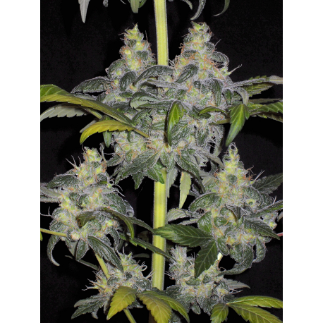 Whitaker Blues | Indoor