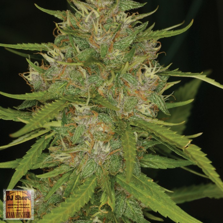Grape Krush | Indoor & Outdoor