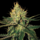 Cannalope Haze | Feminised, Indoor & Outdoor