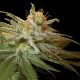 Kushberry | Feminised, Indoor & Outdoor