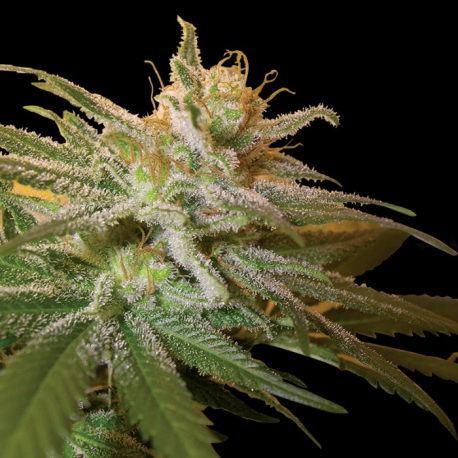 Kushberry | Feminised, Indoor & Outdoor