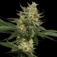 Tangie | Feminised, Indoor & Outdoor