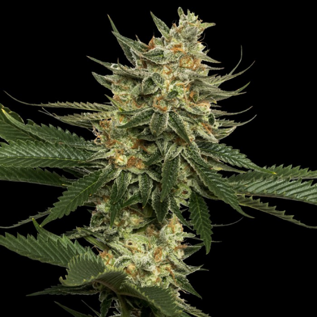 Tangie | Feminised, Indoor & Outdoor
