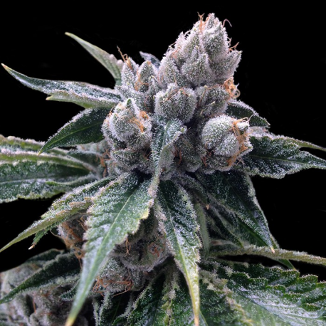 White Walker Kush | Feminised, Indoor & Outdoor