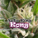 Auto King Kong | Feminised, Auto, Indoor & Outdoor