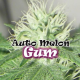 Auto Melon Gum | Feminised, Auto, Indoor & Outdoor